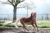 Notre grand copain Quehops est parti au paradis des Poneys le 16/05/26. Que de grands souvenirs durant ces nombreuses années. MERCI!!!
